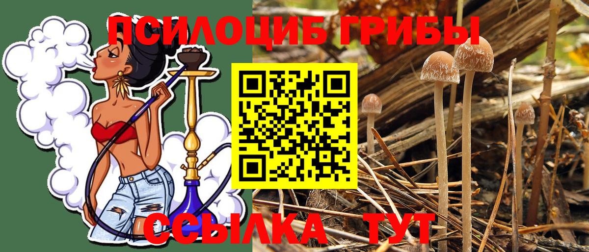 Псилоцибиновые грибы мицелий  Псилоцибиновые грибы Psilocybe  Каменка 